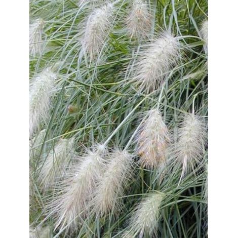 Herbe aux écouvillons villosum Godet de 8/9 cm (1/2)