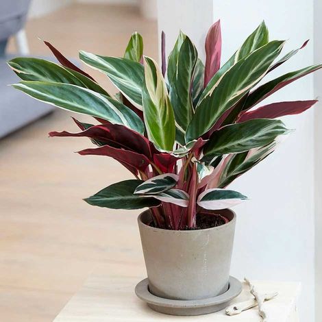 CALATHEA TRIOSTAR IN VASO 14CM (1/2)