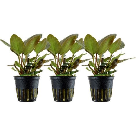 Aquarium Pflanze 3 Stück  Lagenandra meeboldii 'Red' Wasserpflanze Topf Nr.303 Set