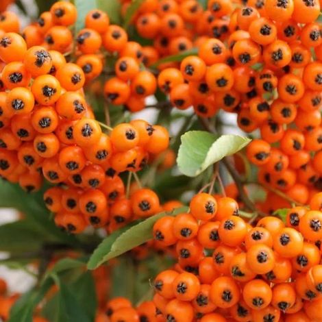 PYRACANTHA ARANCIONE VASO 12CM (1/2)