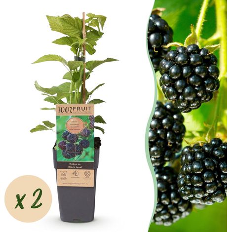 Framboisier Noir Rubus Black Jewel Lot de 2 Plantes Fruitières Rustiques Pot 15cm H50cm - PANGIVO (1/5)