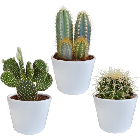 Lot de 3 Cactus Assortis en Pots Blancs Ø 10,5 cm - Plantes Grasses d'Intérieur Décoratives - PANGIVO (1/5)