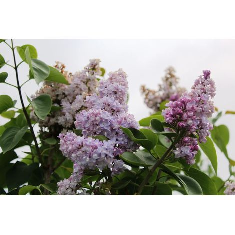 Gardenaria Lillà - Syringa vulgaris 'Belle De Nancy' - Arbusto ornamentale da giardino - Altezza: 50/70 cm (vaso19)