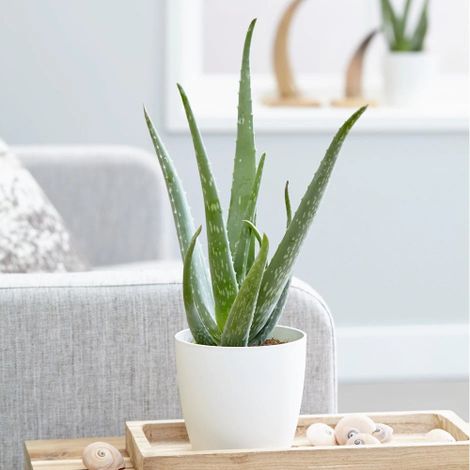 Aloe vera pianta officinale in vaso  10 cm pianta grassa sempreverde MADE IN ITALY (1/5)