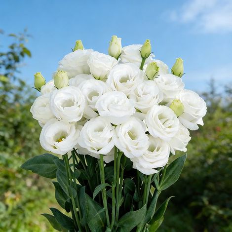 1000 Graines Lisianthus Blanc – Eustoma Pur et Élégant, Fleurs Doubles pour Mariage, Décoration Jardin et Culture en Pots (1/5)