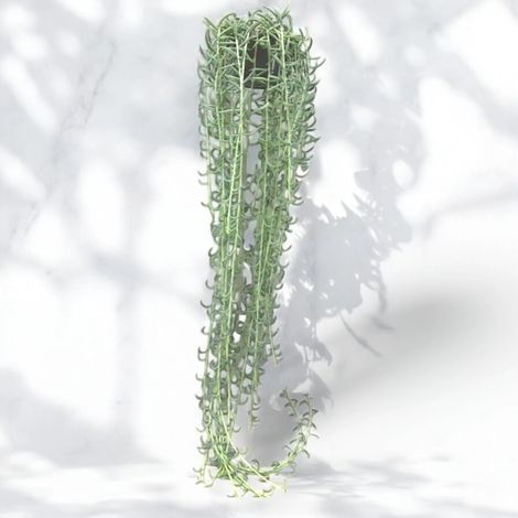 Gardenaria Senecio radicans - Pianta da interno ornamentale - Altezza: 80 cm ( vaso 14) (1/5)