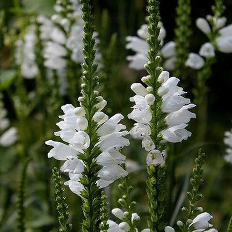 4 x Cataleptique 'Summer Snow' - godet 9x9 cm