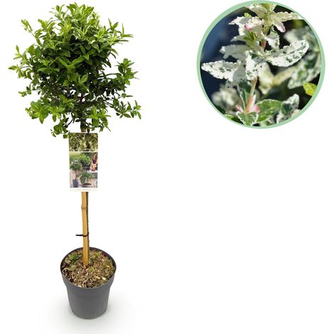 Fusain sur Tige Euonymus fortunei Harlequin - Plante Persistante Terrasse et Balcon - H90 cm - PANGIVO (1/5)
