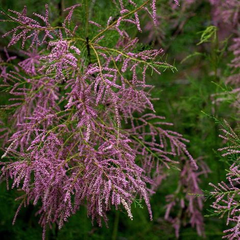 Tamaris à petites fleurs tetrandra, Tamarix/Pot de 4L - 40/60 cm (1/5)