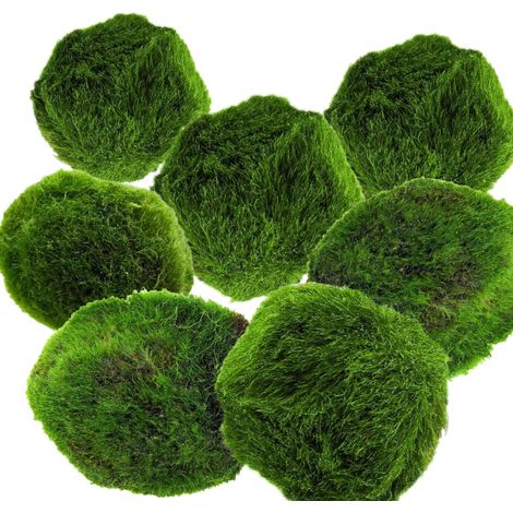 AquaBreedingSkill – Grand Format 3–4 cm – Lot de 7 Marimo Moss Balls – Plante Aquarium Vivante Naturelle, Filtre Biologique (1/5)