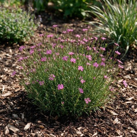 Oeillet deltoides Brilliant 20cm Godet 9cm - Dianthus (1/4)