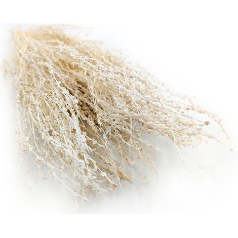 Lepidium (Lepidium sativum) - Bielone