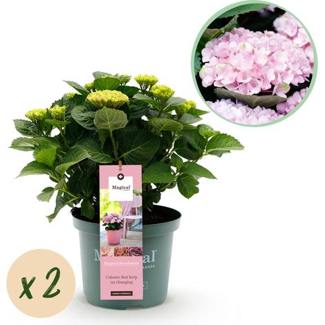 Lot de 2 Hortensias Hydrangea Magical Revolution Pink Rose - 6-10 Fleurs - Pot 23cm - H 55cm - PANGIVO (1/5)