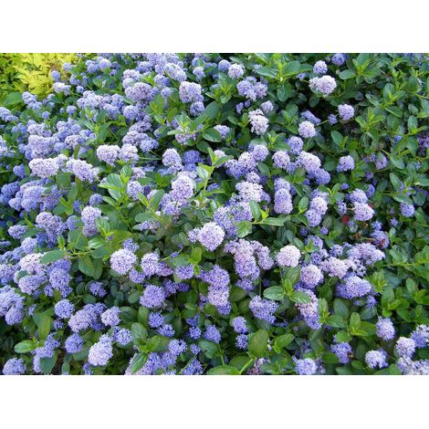 CEANOTHUS IMPRESSUS VICTORIA VASO 16CM