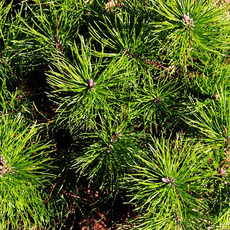Pin mugo Pumilio - Pinus mugo Pumilio 15/25cm Pot 2,5L (1/4)