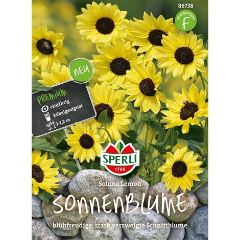 Sperli Sonnenblumen Soluna Lemon - Blumensamen (1/2)