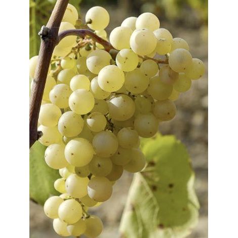 Vigne Pot de 2L/3L
