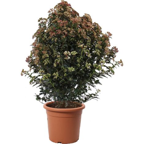 Viburnum Tinus 'Eve Price' - Pianta di Viburno - Piante Vere da Esterno Sempreverdi Resistenti - Pianta da Siepe - H 100-125 cm Vaso Ø 30 cm (1/2)