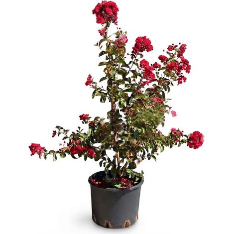 Lagerstroemia indica Dynamite Rossa a Cespuglio in Vaso ø26 cm, Altezza 50/60 cm, Lillà delle Indie (1/5)
