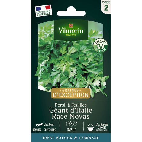 Persil Gigante d'Italia (Géant d'Italie) race Novas - Graines d'Exception Vilmorin (1/3)