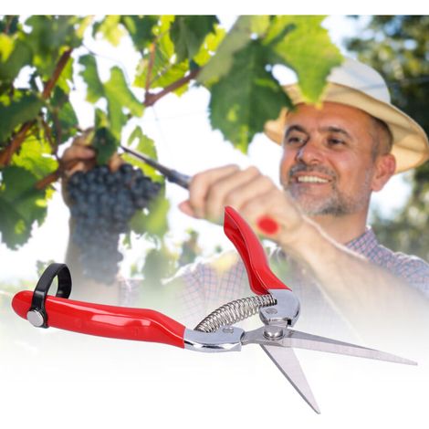 Ciseaux en Acier Inoxydable pour Légumes et Fruits - Idéal pour Cisailler Grappes Raisin, Récolte Baies, Herbes Jardin - Pratique et Durable - KZQ