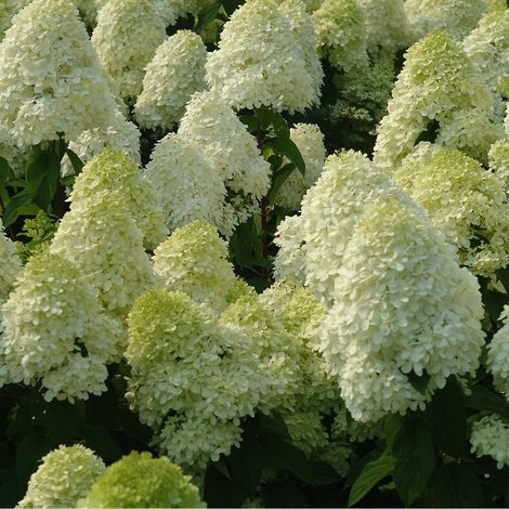 Hortensia paniculé 'Limelight' - 60-80 cm pot