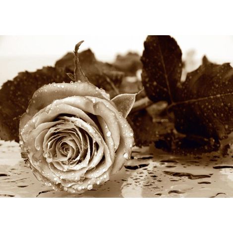 Black and white rose, photo murale intissée, 360x270 cm, 4 parties (1/3)