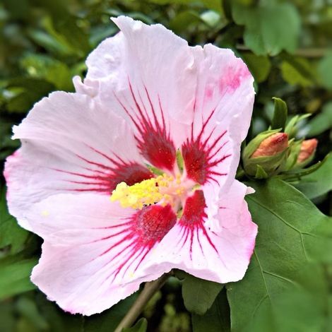 Pépinières Naudet – Hibiscus syriacus 'Hamabo' – Arbuste caduc 2-3m – Fleurs bicolores roses – Résistant jusqu'à -15°C – Exposition soleil ou ombre