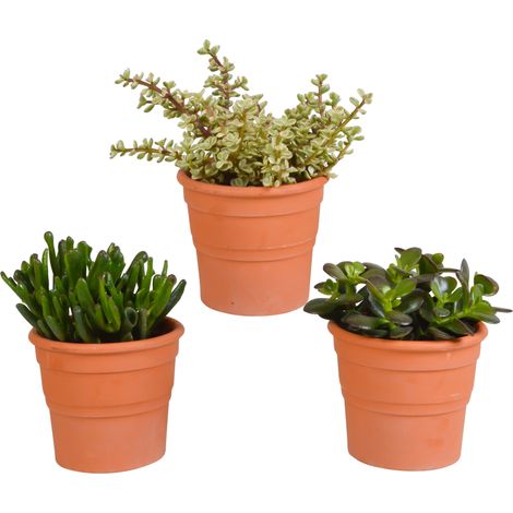 Lot de 3 Plantes Grasses Crassula en Pots de Terre Cuite Méditerranéenne 10,5 cm - PANGIVO (1/5)