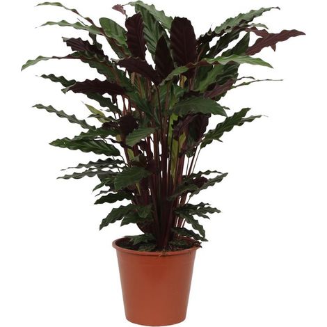 Calathea Wavestar - Plante d'Intérieur Décorative - Feuilles Ondulées Vertes - 80 cm - Ø19 cm - PANGIVO