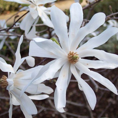 Magnolia étoilé - Magnolia stellata  - 60-80 cm pot