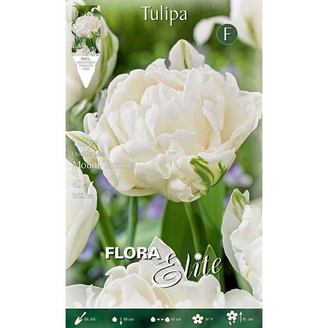 Bulbi di tulipano Double Late Mount Tacoma  (CONFEZIONE DA 7 BULBI)