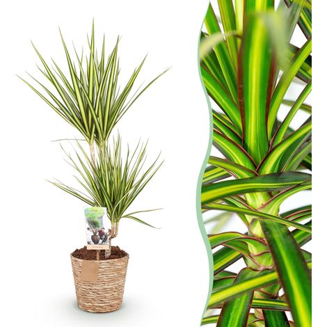 Dracaena Sunray Dragonnier Plante d'Intérieur avec Panier Vert et Jaune Pot Ø17cm H70-75cm - PANGIVO (1/5)