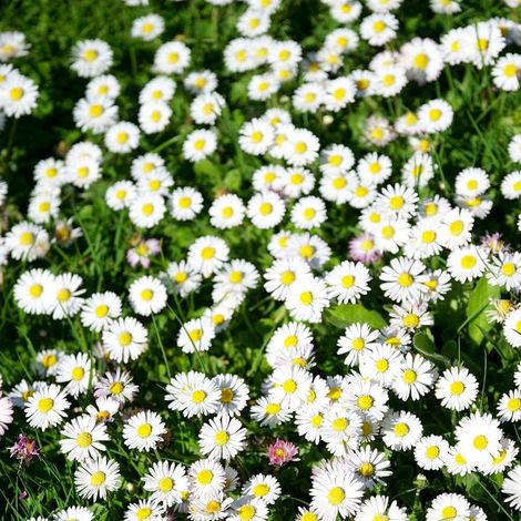 Graines de Fleurs Marguerite 6000 – Semis Facile, Jardin, Balcon, Pots et Conteneurs, Floraison Durable (1/5)