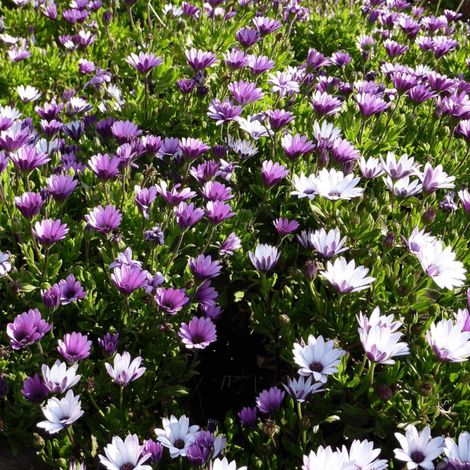 Osteospermum/Pot de 10.5 cm