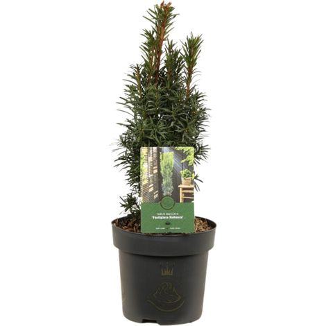 If commun Fastigiata Robusta - Taxus baccata Fastigiata Robusta 30/40cm Pot 2,5L