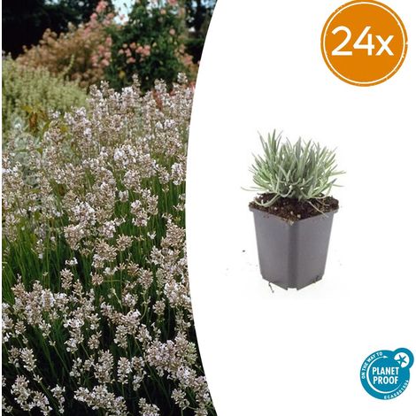 24 Pieds de Lavande Blanche Edelweiss Lavandula Intermedia Parfumée 10-25 cm Pot Ø 9 cm - PANGIVO (1/5)