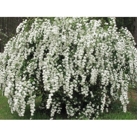 Gardenaria Spirea - Spiraea × vanhouttei - Arbusto ornamentale da giardino - Altezza: 50/70 cm (vaso19) (1/5)