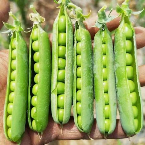 Pois – 1 sachet Graines de légumes 15 graines/sachet pour plantation maison et potager (1/4)