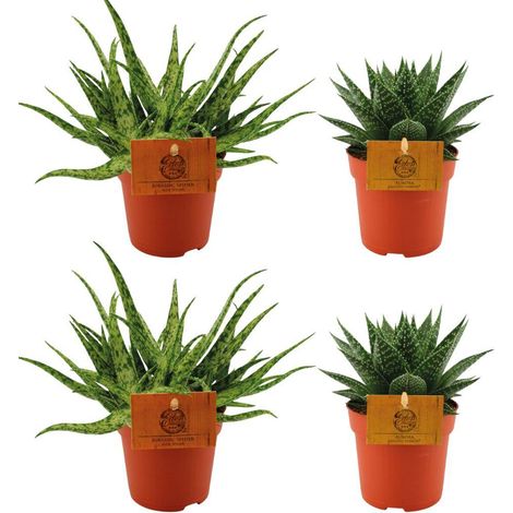 Lot de 4 Plantes Succulentes Aloe Spider et Gasteria Hybride Aurora Ø10,5 cm H10 cm - PANGIVO
