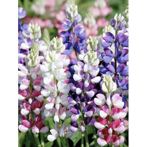 Lupin annuel en mélange le sachet de 80 graines (1,5g) (1/2)