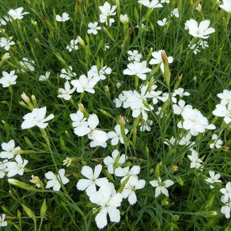 4 x Œillet couché  - Dianthus deltoides 'Albiflorus'  - godet