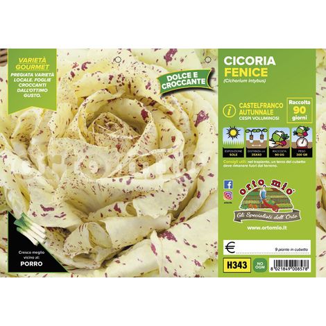ORTO MIO Cicorie e Radicchi Castelfranco Autunnale var. Fenice