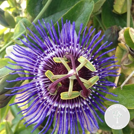 Bloomique - Passiflora 'Purple Haze' - Fleur de la passion - Violette - Plantes grimpantes - Plantes de jardin - Rustiques - Hauteur 50-70 cm - Pot 15 cm