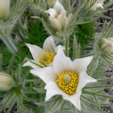 4 x Anémone pulsatile - Pulsatilla vulgaris 'Alba' - godet 9x9 (1/4)