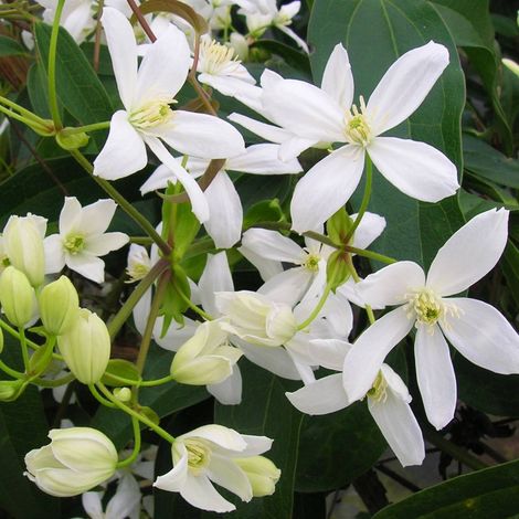 Clématite armandii/Pot de 1,5L
