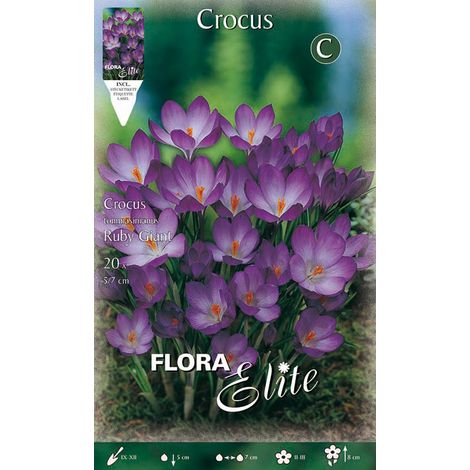 CROCUS TOMMASINIANUS RUBY GIANT (CONFEZIONE 15 BULBI)