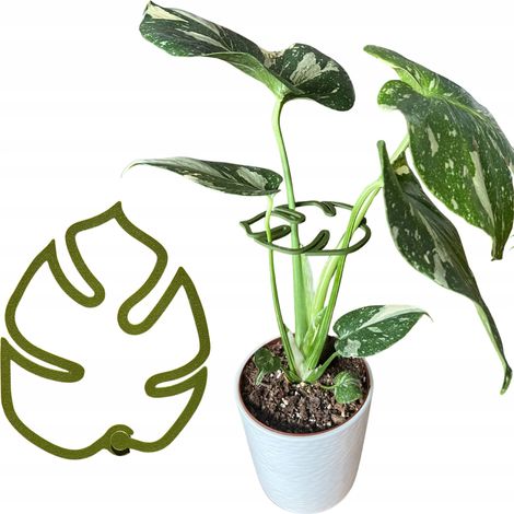Supporto per piante e fiori, robusto supporto per Monstera con morsetto di fissaggio, lunghezza 21 cm. (1/5)