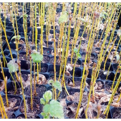 Planta de Abedul O Betula. Planta en Cepell�n Forestal de 300 Cc