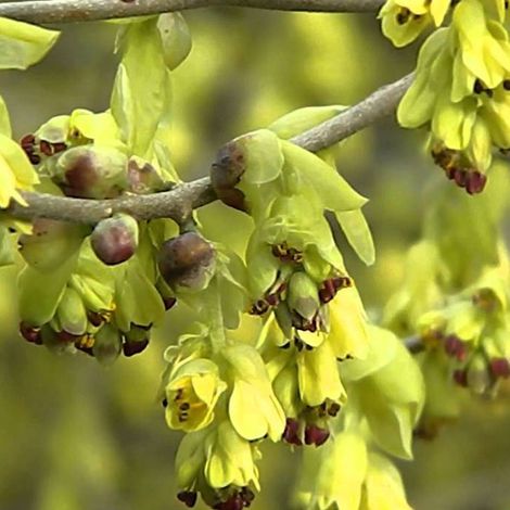 Noisetier d'hiver - Corylopsis spicata  - 60-80 cm pot (1/5)